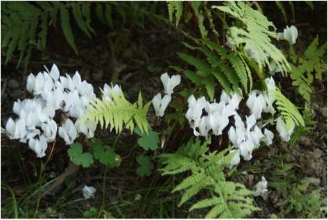 Cyclamen hederifolium ‘Album‘, ein weiß blühendes Herbstalpenveilchen