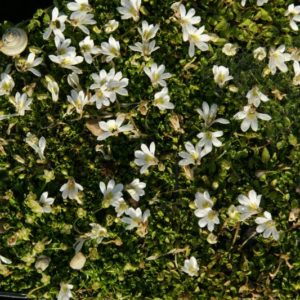 Lobelia - Sternteppichpflanze