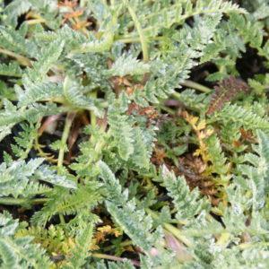 Oreomyrrhis - Apiaceae