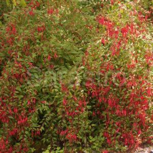 Fuchsia - Freilandfuchsie
