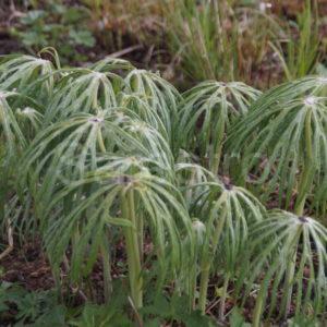 Syneilesis - Schirmpflanze, "Shredded Umbrella Plant"