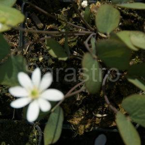 Jeffersonia - Berberidaceae
