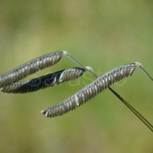 Harpochloa - Caterpillar Grass, Raupengras