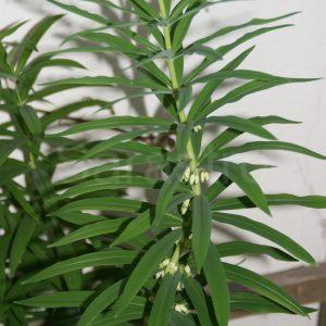 Polygonatum verticillatum 'Himalayan Giant'