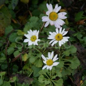 Arctanthemum - Wucherblume