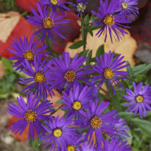 Aster - Aster