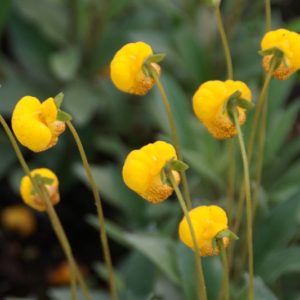 Calceolaria - Pantoffelblume