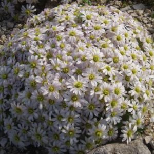Callianthemum - Schmuckblume