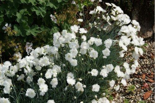 Dianthus plumarius ‘Ohrid‘, eine der besten Duftnelken