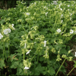 Geranium macrorrhizum ‘White Ness‘