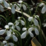 Galanthus ‘Brenda Troyle‘ blüht zwischen Carex morrowii ‘Gilt‘