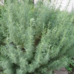 Artemisia abrotanum an einer Klostergartenmauer