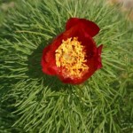 Paeonia tenuifolia – Schlitzblättrige Pfingstrose