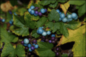 Einen ungewöhnlichen Herbstschmuck bietet Ampelopsis brevipedunculata