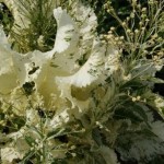Armoracia rusticana ‘Variegata‘