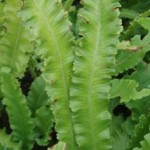 Hirschzunge (Asplenium scolopendrium ‘Crispum‘)