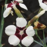 Dianthus ‘Elizabethan Pink‘