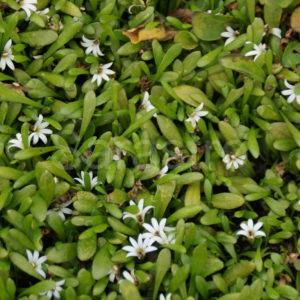 Selliera - Neuseelandpolster, Goodeniaceae