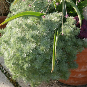 Artemisia - Eberraute
